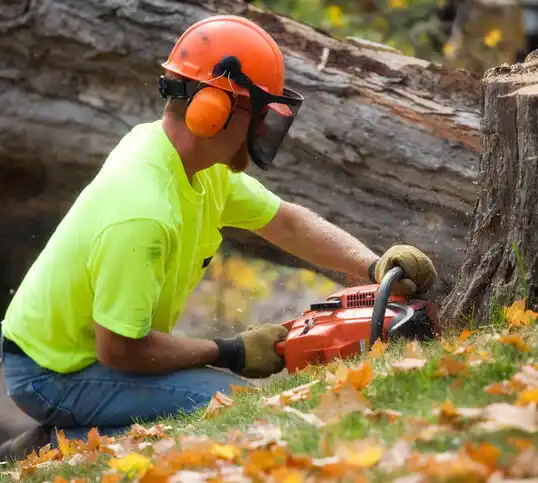 tree services Hillcrest